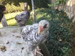 Kuikens Mechelse Koekoek, Dieren en Toebehoren, Geslacht onbekend, Kip