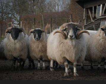 6 Schotse schapen te koop, Mouton, 3 à 5 ans