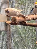 Zilver Pennant mutatie