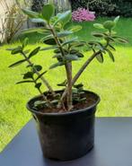 Jadeboom - Crassula Ovata, Huis en Inrichting, Kamerplanten, Ophalen, Vetplant