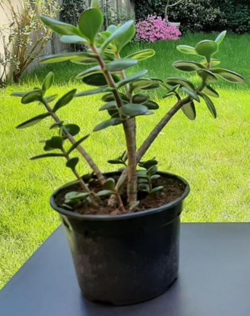 Jadeboom - Crassula Ovata, Huis en Inrichting, Kamerplanten, Vetplant, Ophalen