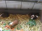 Cavia, Dieren en Toebehoren, Knaagdieren, Cavia, Juni, Geslacht onbekend, Tam