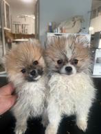 Prachtige rasechte mini pomeriaan pups ( bear face ), Parvo, België, Particulier, Overige rassen