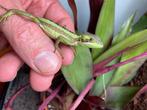 Zaterdag 17 mei NL - BREDA - ANTWERPEN - GENT - HASSELT - NL, Dieren en Toebehoren, Reptielen en Amfibieën