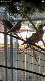 Koppel zanglijster, Dieren en Toebehoren, Meerdere dieren, Wildzangvogel, Geringd