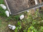 Dwerg konijntjes, Dieren en Toebehoren, Konijnen, Geslacht onbekend, Dwerg, 0 tot 2 jaar