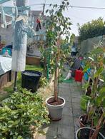 2 groene planten, Ophalen of Verzenden