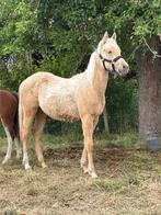 palomino jaarling, Dieren en Toebehoren, Merrie, Niet van toepassing, Gechipt, 0 tot 2 jaar