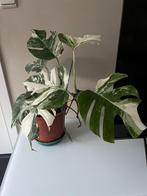 Monstera Variegata plant, Huis en Inrichting, Kamerplanten, Ophalen of Verzenden