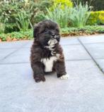 Shipoo pups shih tzu x poedel, CDV (hondenziekte), Meerdere, 8 tot 15 weken, België