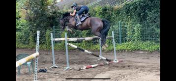 Fantastische springmerrie 6 jaar  beschikbaar voor biedingen