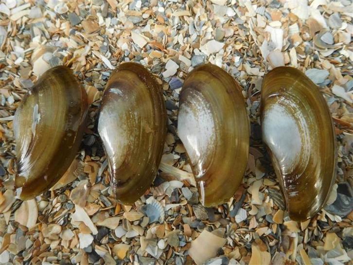 Schelpen van de gladde snavelneut, Verzamelen, Mineralen en Fossielen, Schelp(en), Ophalen