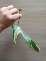 Philodendron florida beauty, Enlèvement ou Envoi