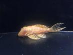 L333 Hypancistrus Albino, Dieren en Toebehoren, Zoetwatervis