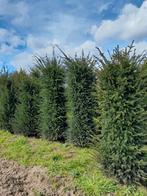 Taxus baccata, Taxus, Enlèvement