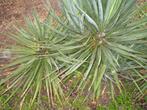 Yucca filamentosa palmlelie,winterhard, Ophalen of Verzenden