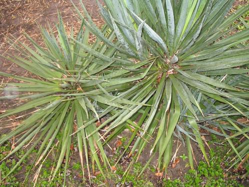 Yucca filamentosa palmlelie,winterhard, Jardin & Terrasse, Plantes | Jardin, Enlèvement ou Envoi