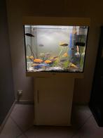 Juwel lido 200 a led vendre 150euros ( complet), Dieren en Toebehoren, Ophalen, Zo goed als nieuw
