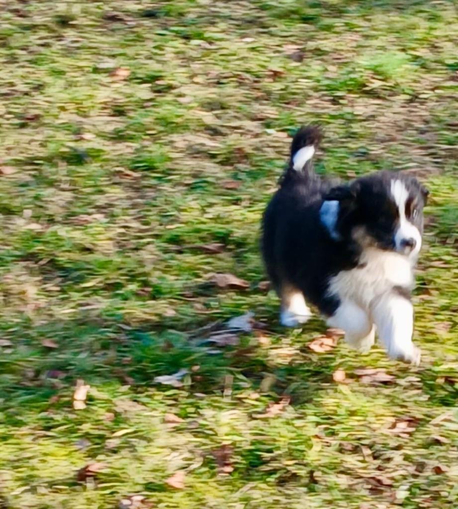 Australische herder, Hépatite contagieuse (maladie de Rubarth), 8 à 15 semaines, Plusieurs, Éleveur | Loisir