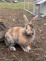 Konijn, Dieren en Toebehoren