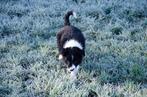 Border collie puppies geboren op boerderij, Dieren en Toebehoren, België, Particulier, CDV (hondenziekte), 8 tot 15 weken