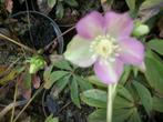 Helleborus orientalis hybride een winterbloeier, Vaste plant, Halfschaduw, Winter, Ophalen