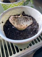 Kalanchoe rhombopilosa, Huis en Inrichting, Ophalen