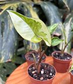 Syngonium Three Kings, Ophalen of Verzenden