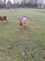 soay schaap ram 1 jaar oud, Dieren en Toebehoren, Schaap