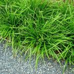 Carex irish green, Ophalen, Halfschaduw