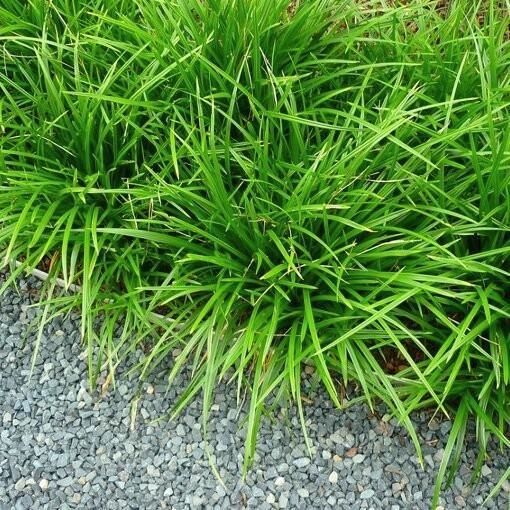 Carex irish green, Tuin en Terras, Planten | Tuinplanten, Halfschaduw, Ophalen