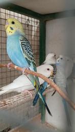 Grasparkieten, Dieren en Toebehoren, Meerdere dieren, Parkiet