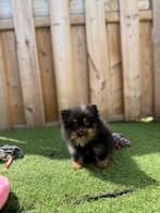 Prachtige pomeriaan pups, België, Keeshond, CDV (hondenziekte), 8 tot 15 weken