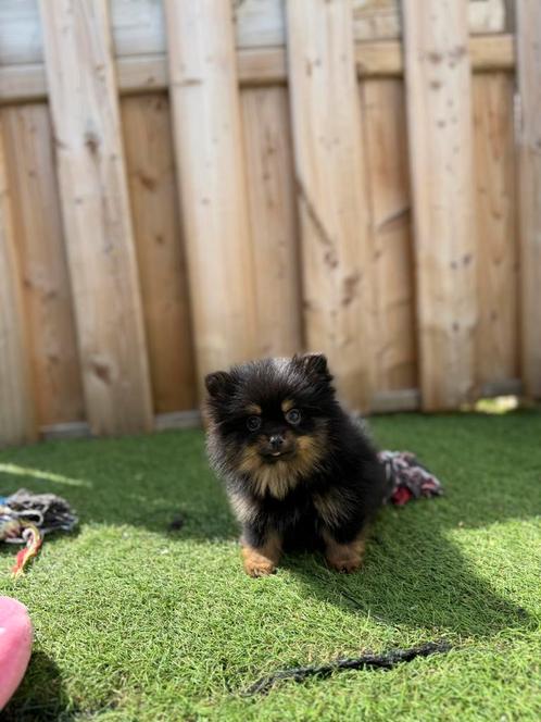 Prachtige pomeriaan pups, Dieren en Toebehoren, Honden | Poolhonden, Keeshonden en Oertypen, Meerdere dieren, Keeshond, Fokker | Professioneel
