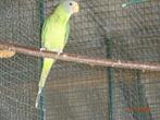 Pruimkop parkiet, Dieren en Toebehoren, Vogels | Parkieten en Papegaaien, Vrouwelijk, Parkiet, Geringd