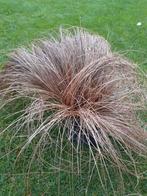 carex testacea bruin gras groenblijvend, Tuin en Terras, Ophalen of Verzenden