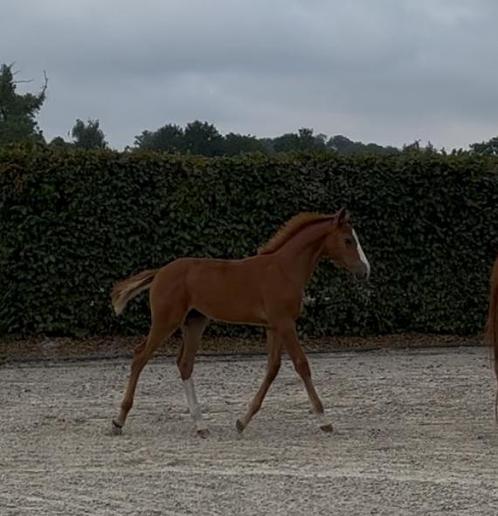 Merrieveulen met goede moederlijn, Dieren en Toebehoren, Paarden, Z