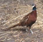 Mooie bosfazant, Dieren en Toebehoren, Pluimvee, Mannelijk