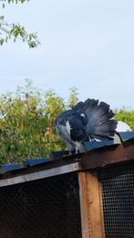pigeon Queue de paon