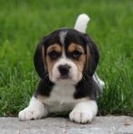 Beagle pups, België, Beagle, CDV (hondenziekte), 8 tot 15 weken