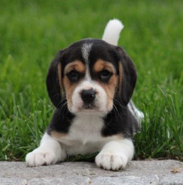 Beagle pups beschikbaar voor biedingen