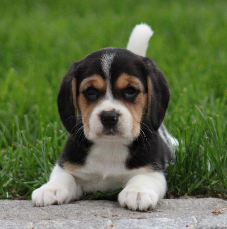 Beagle pups, Dieren en Toebehoren, Honden | Beagles, Bassets en Lopende honden, Meerdere dieren, Beagle, Fokker | Professioneel