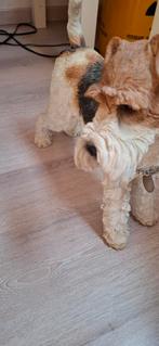 Beelden honden, Ophalen of Verzenden