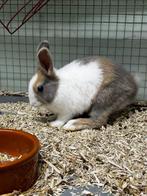 2 konijntjes met kooien en toebehoren, Dieren en Toebehoren, 0 tot 2 jaar