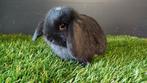 Handtamme mannelijke minilop konijnen jong zwart, Dieren en Toebehoren, Konijnen, Mannelijk, Dwerg, Hangoor, 0 tot 2 jaar