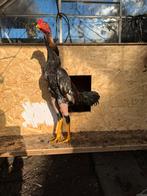 Shamo Hint vechthoender bieden