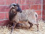 Raszuivere Soay schapen, Dieren en Toebehoren, Meerdere dieren, Schaap, 0 tot 2 jaar