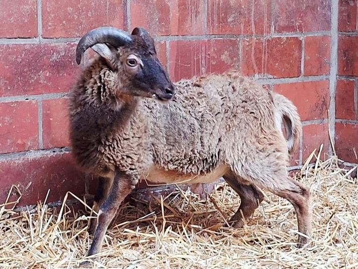 Raszuivere Soay schapen, Dieren en Toebehoren, Schapen, Geiten en Varkens, Schaap, Meerdere dieren, 0 tot 2 jaar