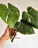 Monstera Variegata Thai Constellation | Zeldzame Bladstekken, Ophalen