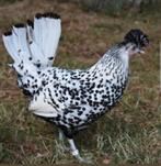 Eieren van zilveren Appenzelloise, Dieren en Toebehoren